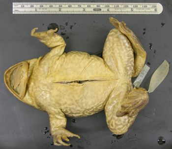 Media type: image; Herpetology A-10337